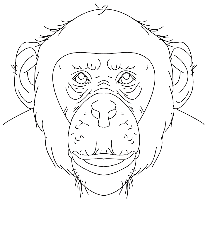 imagini de colorat animal salbatic cimpanzeu